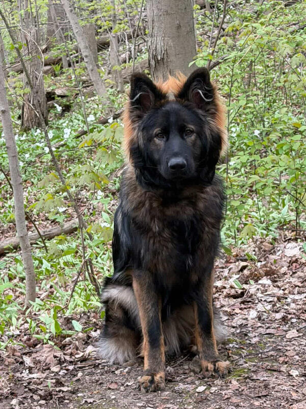 Baker K9 trained dog