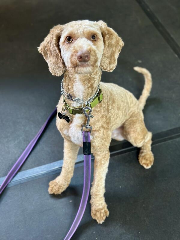 Baker K9 trained dog