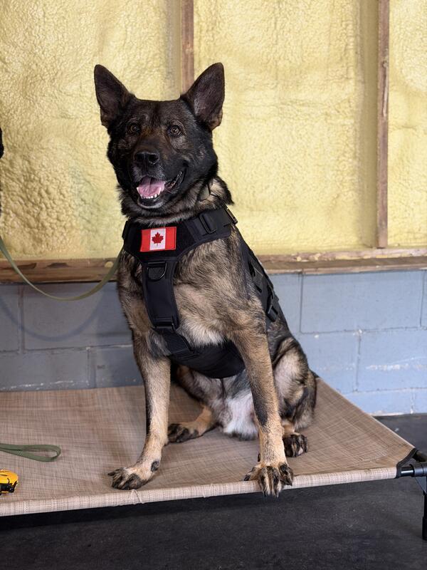 Baker K9 trained dog