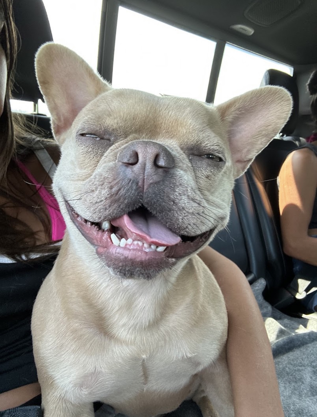 Happy French Bulldog - Baker K9 graduate dog training Caledon Ontario